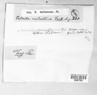 Sphaeria melastoma image
